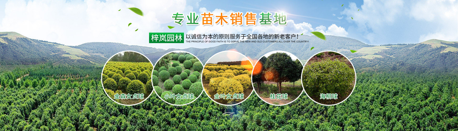 湖南梓岚园林景观有限责任公司_湖南苗木销售|造型苗木|乔灌木类|精品小苗